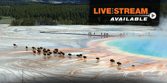 A herd of bison grazes near a steaming hot spring in Yellowstone National Park, showcasing the unique geothermal landscape ideal for CME/CE conferences.
