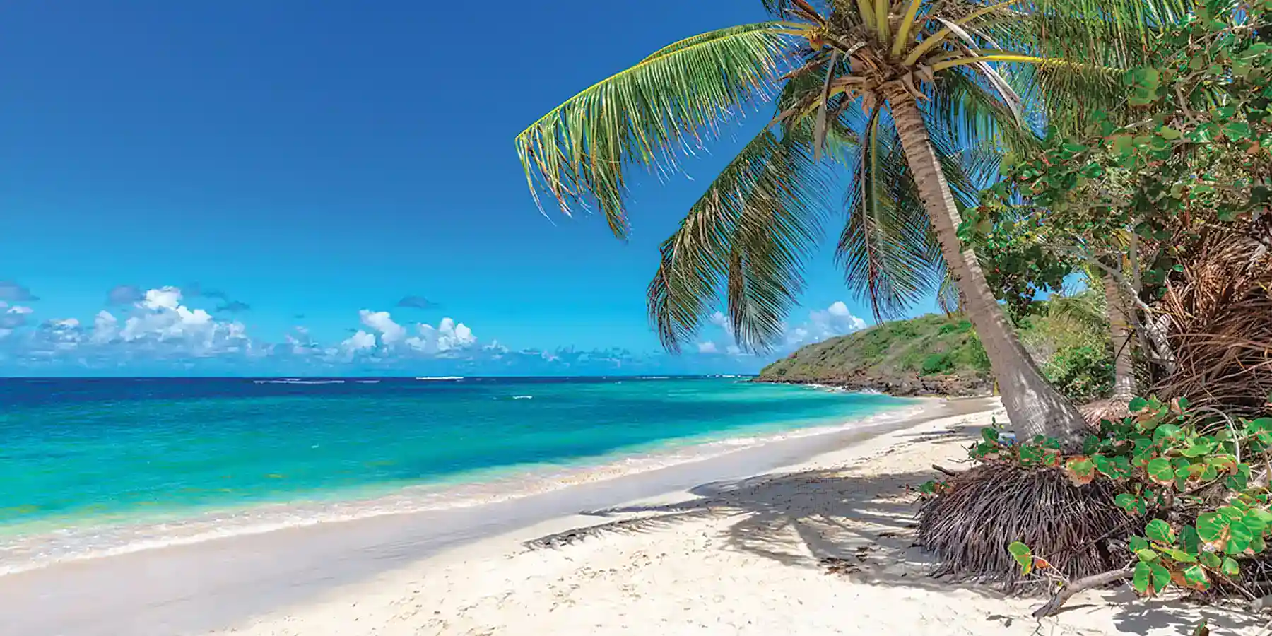 A pristine white-sand beach with crystal-clear turquoise water and a swaying palm tree under a bright blue sky, offering a tranquil setting for CME/CE conferences in the Caribbean.